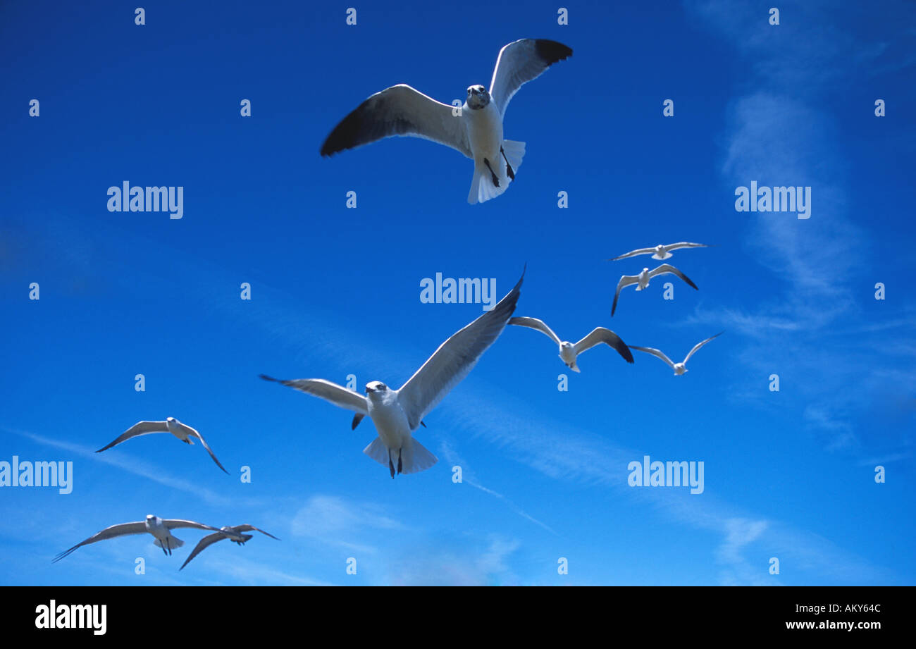 Les goélands ou les oiseaux de mer sur la côte texane du golfe du Mexique Banque D'Images