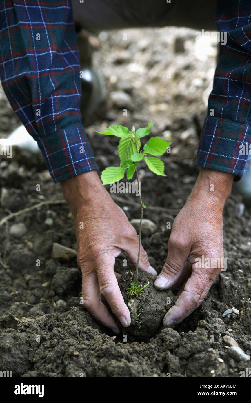 La plantation des semis, mains un close-up Banque D'Images