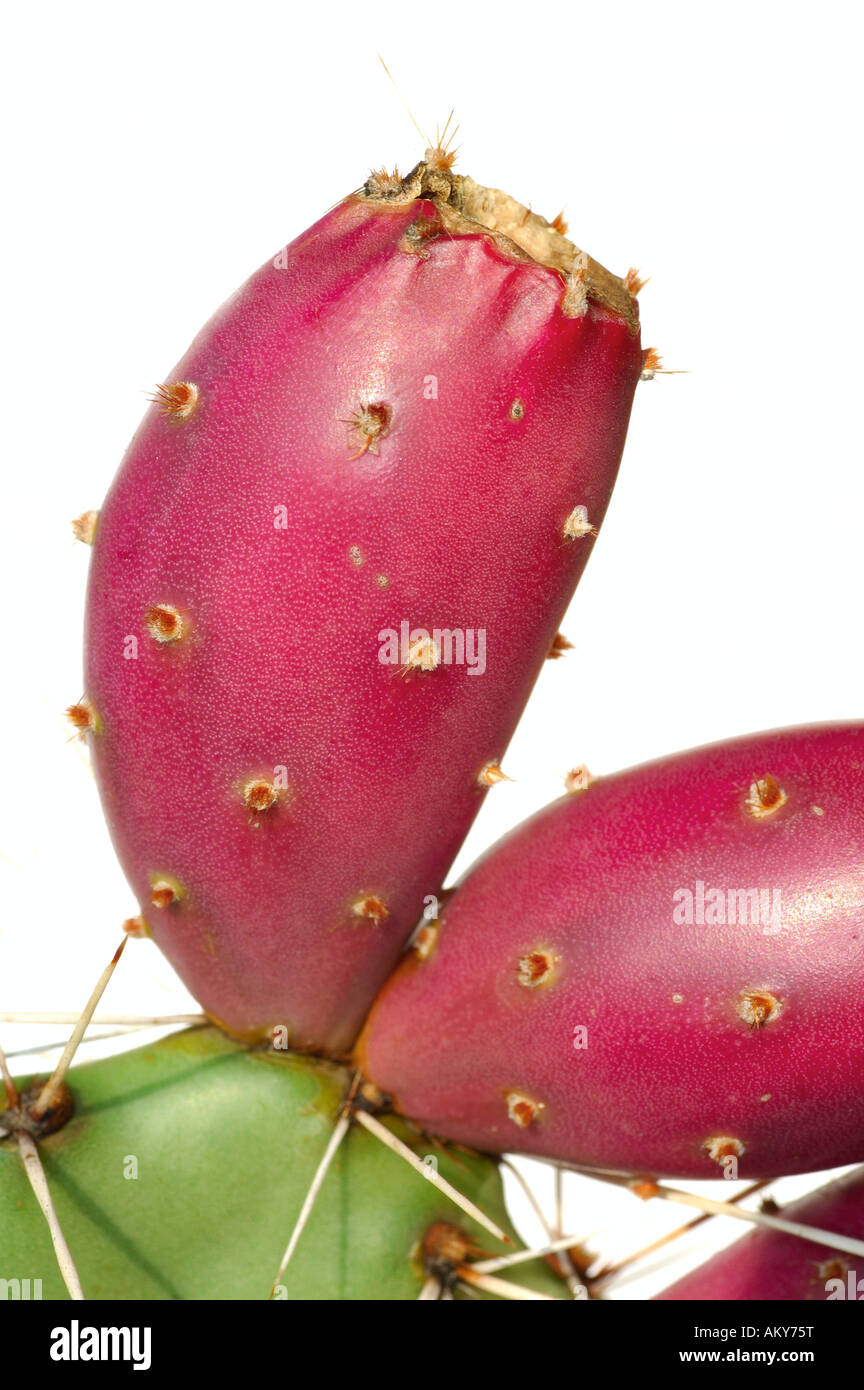 D'une feuille de cactus Opuntia fruits mûrs Banque D'Images