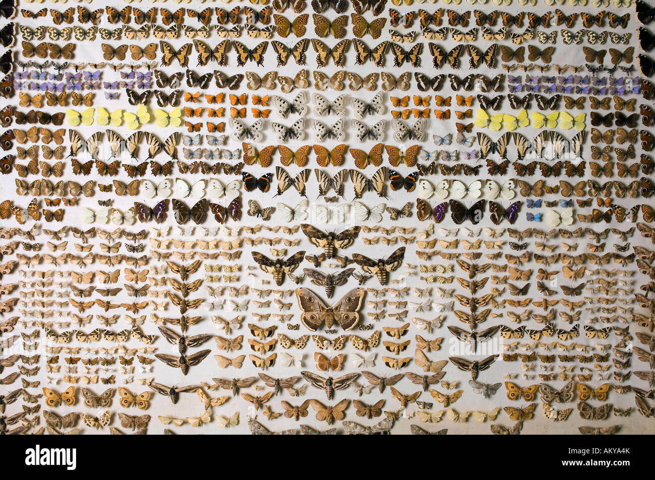 Collection de papillons au Musée d'histoire naturelle de Berlin, Allemagne Banque D'Images