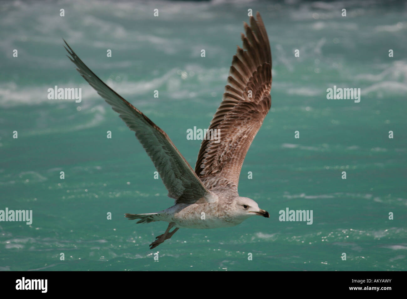 Yellow-legged Gull (Larus cachinnans michahellis) Banque D'Images