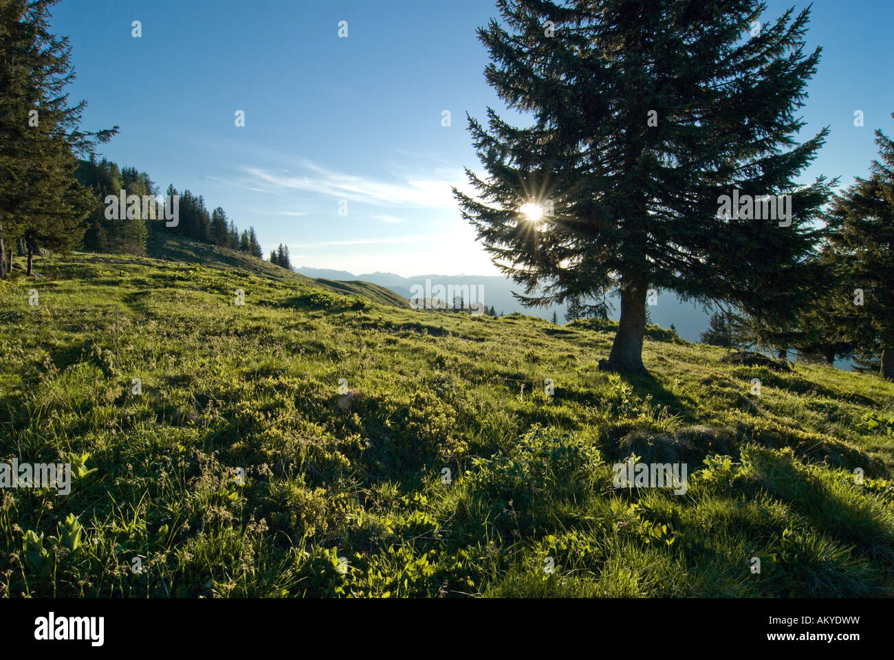 Alp meadow en Bavière, Berchtesgaden, Allemagne Banque D'Images