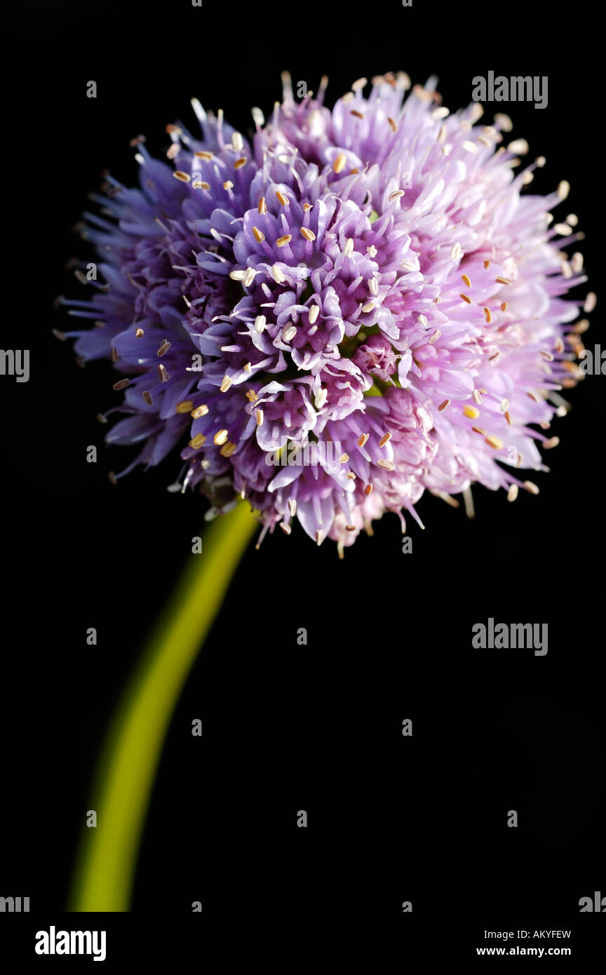 Allium senescens L. subsp. montanum (Fr.) Holub Banque D'Images