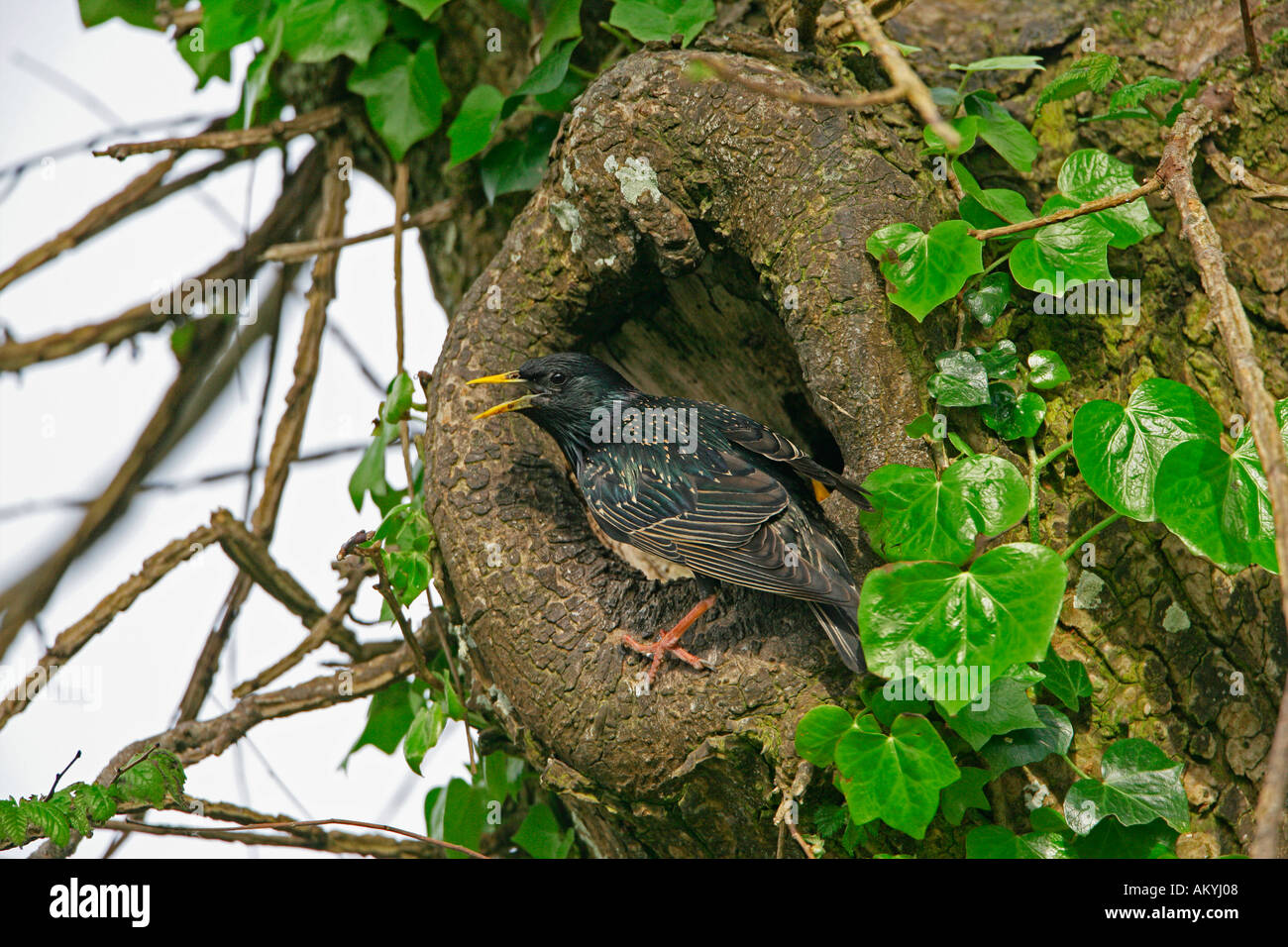 STARLING STURNUS VULGARIS ALARME APPEL AUX POUSSINS AU TROU DE NID DANS ELM TREE ISLES DE SCILLY MAI ROYAUME-UNI Banque D'Images