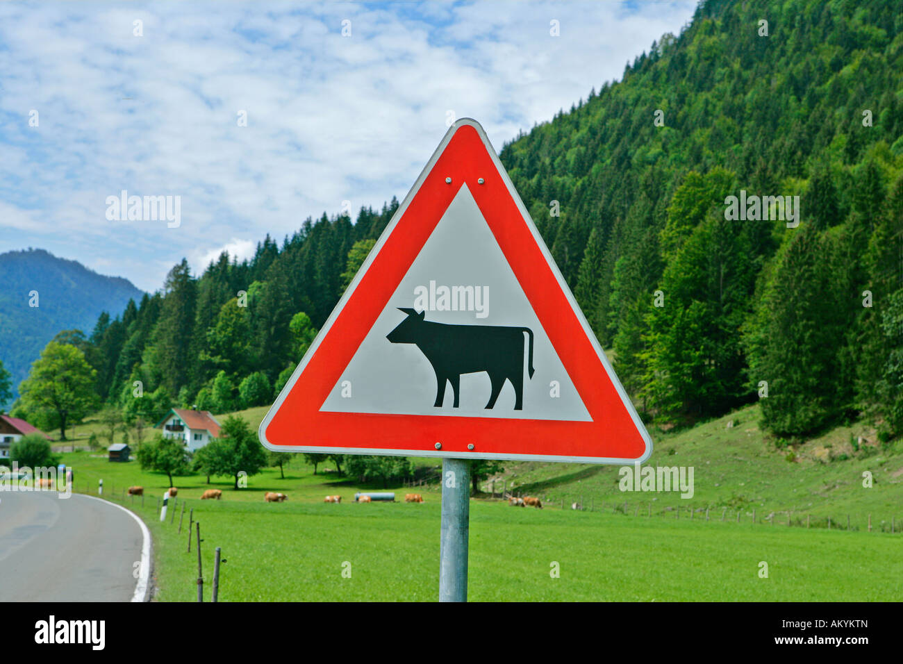 Panneau de circulation, attention cattle crossing Banque D'Images