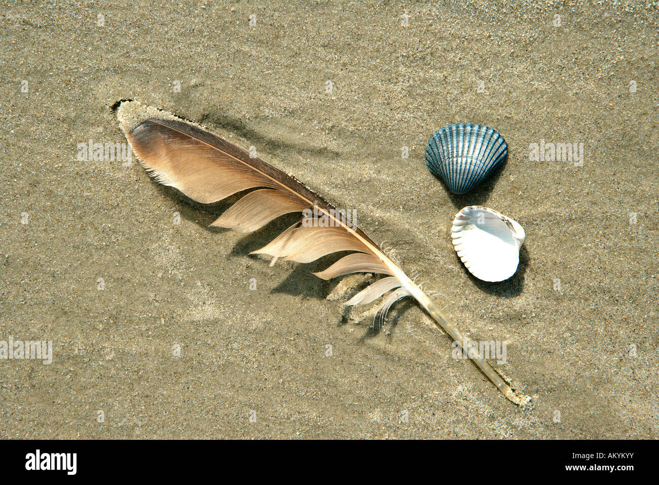 Sea Gull feather et coquillages dans le sable Banque D'Images