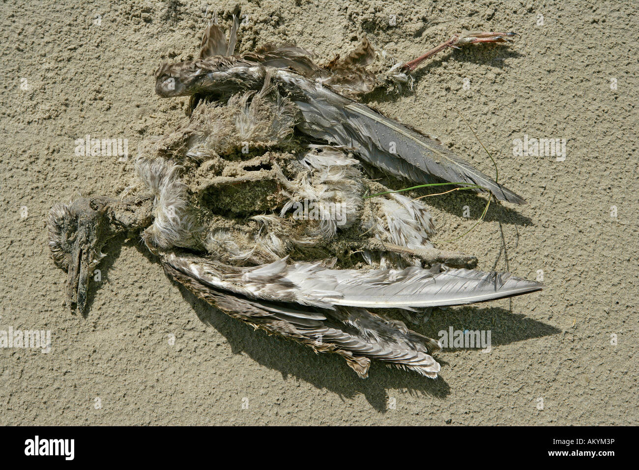 Sea Gull cadaver Banque D'Images