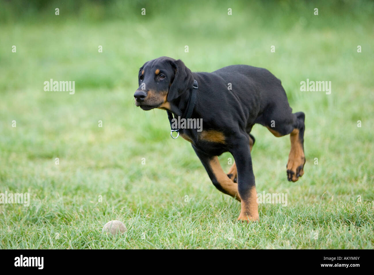 Jeune Dobermann Banque D'Images