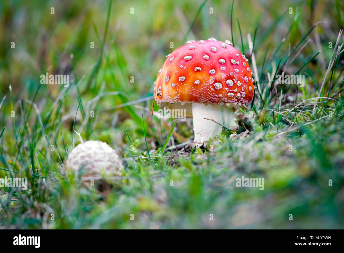 Fly amanita champignons (Amanita muscaria) Banque D'Images