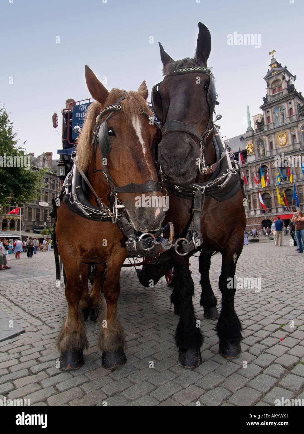 Deux chevaux Belges typiques sur la Grand-place place principale à Anvers Flandre Belgique Banque D'Images