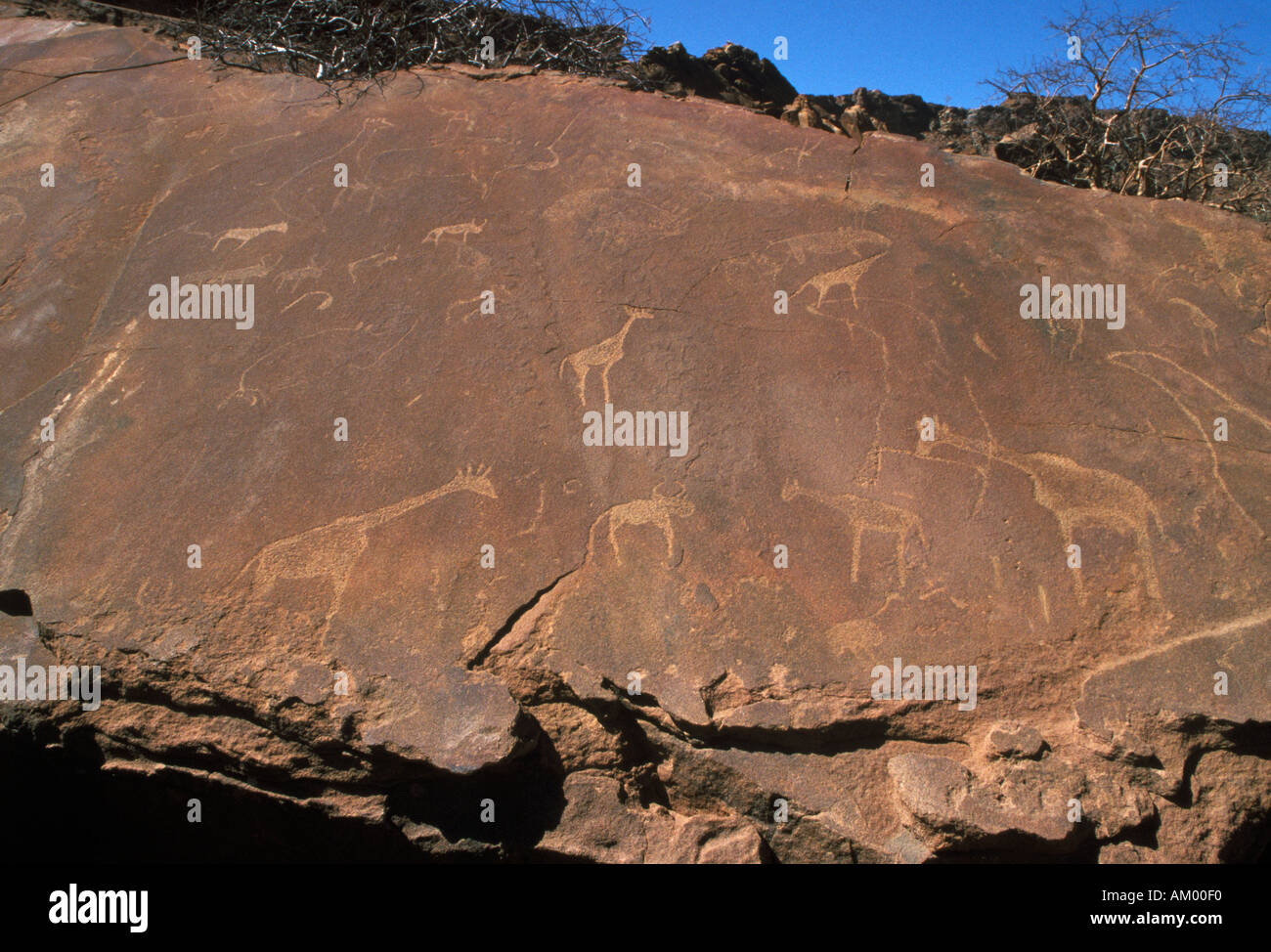 Dessins d'animaux gravés dans la roche à Twyfelfontein en Namibie Banque D'Images