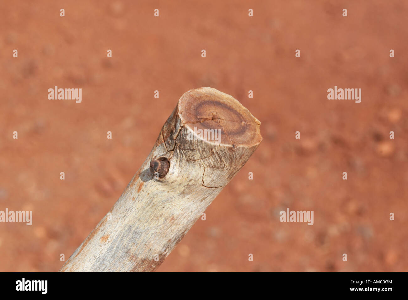 D'un perchoir sectionnée gum tree snappy gum tree avec rupture même parc national de Karijini de Pilbara en Australie occidentale WA Banque D'Images