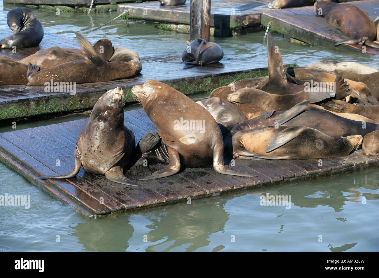 Les lions de mer au Pier 39 à San Francisco, Californie, USA Banque D'Images