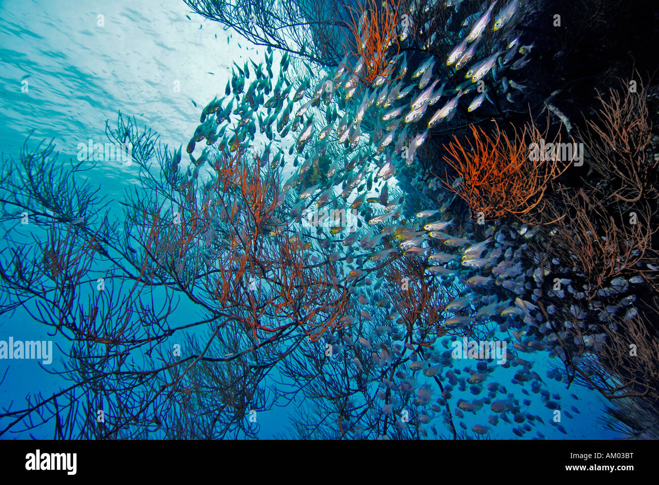 Parapiacanthus ransonneti balayeuse, pygmée, nager dans les coraux noirs, Red Sea, Egypt Banque D'Images