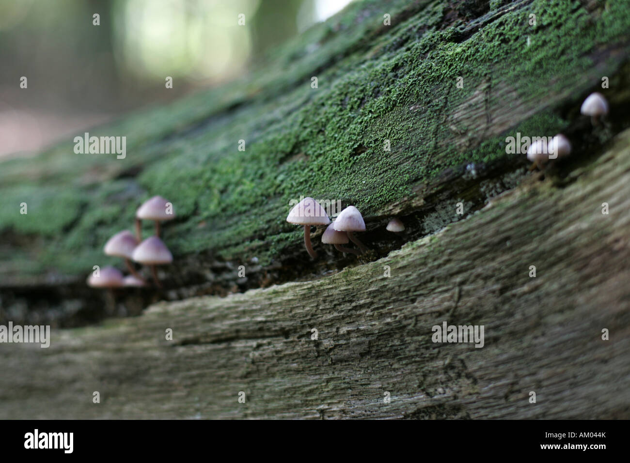 Champignons sur bois mort recouvert de mousse Banque de photographies et d’images à haute