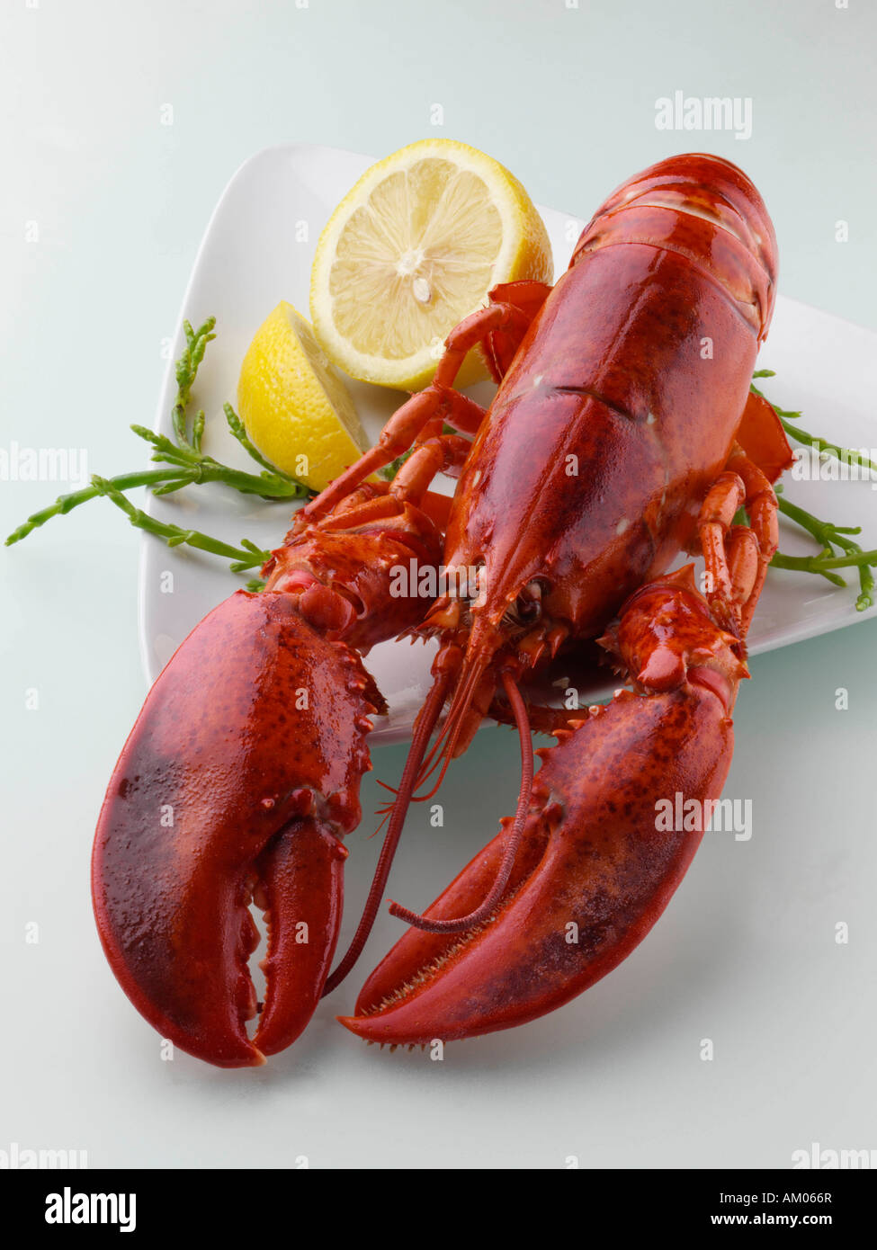 Homard cuit entier éditorial gourmet food Banque D'Images