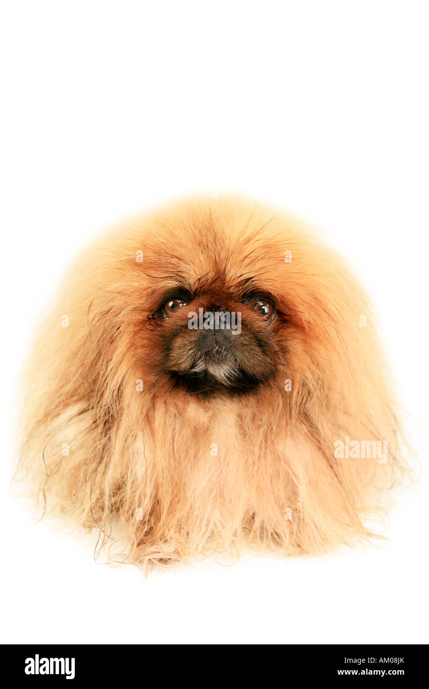 Mignon petit canard humide après avoir une baignoire Banque D'Images