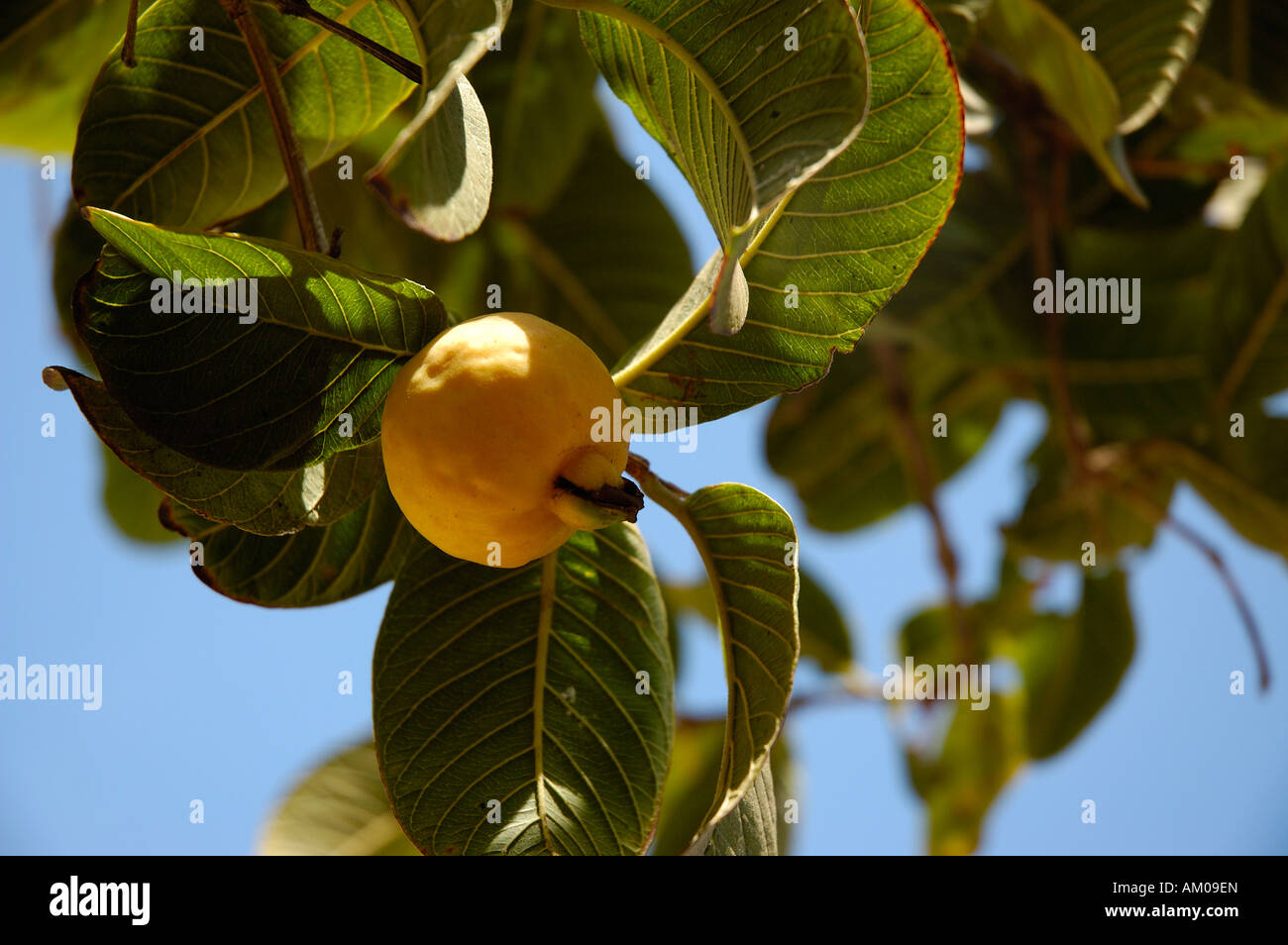 La goyave (Psidium guajava) Banque D'Images