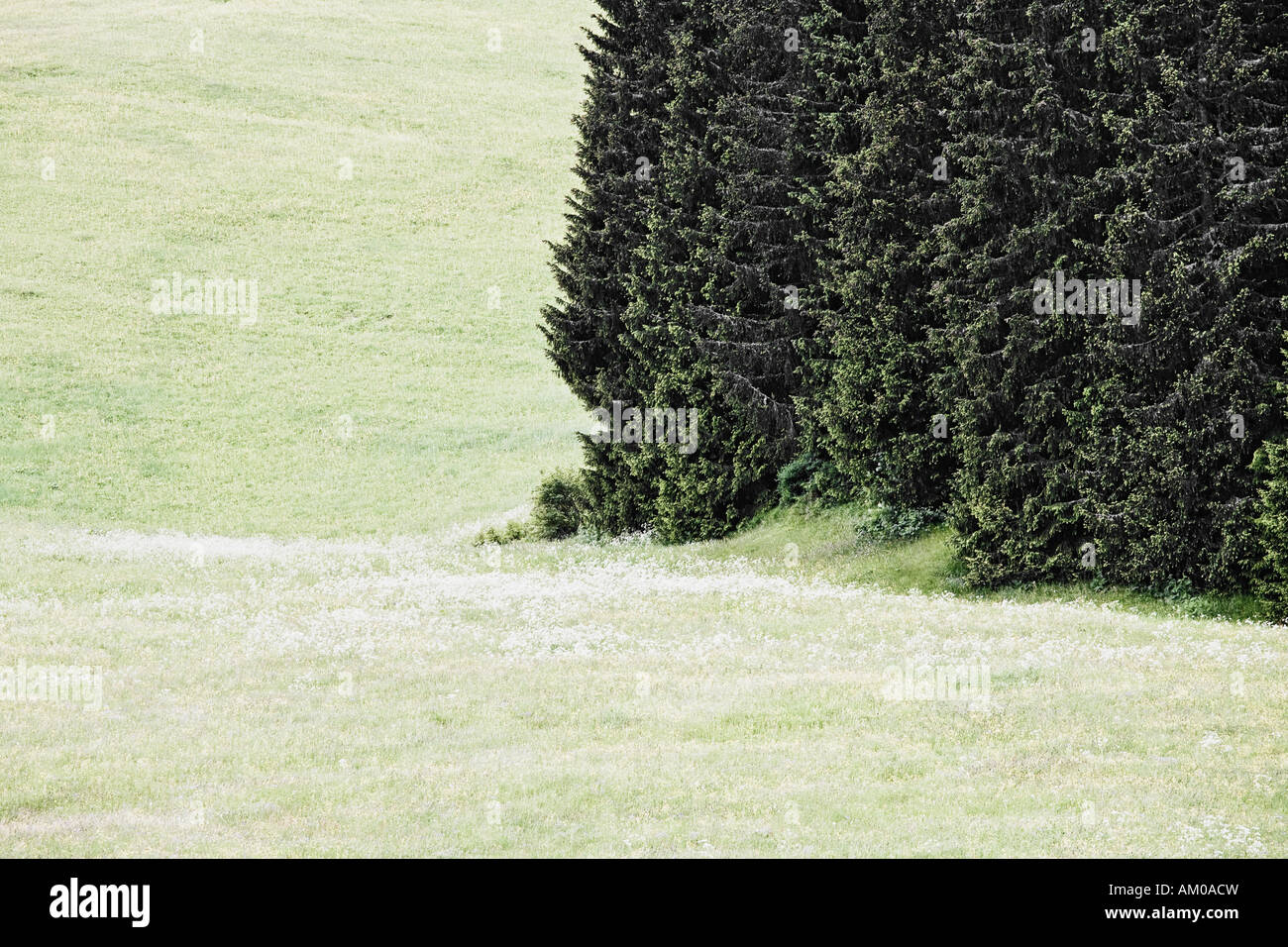 Bord de la forêt et champ de fleur dans le Tyrol du Sud Italie Banque D'Images