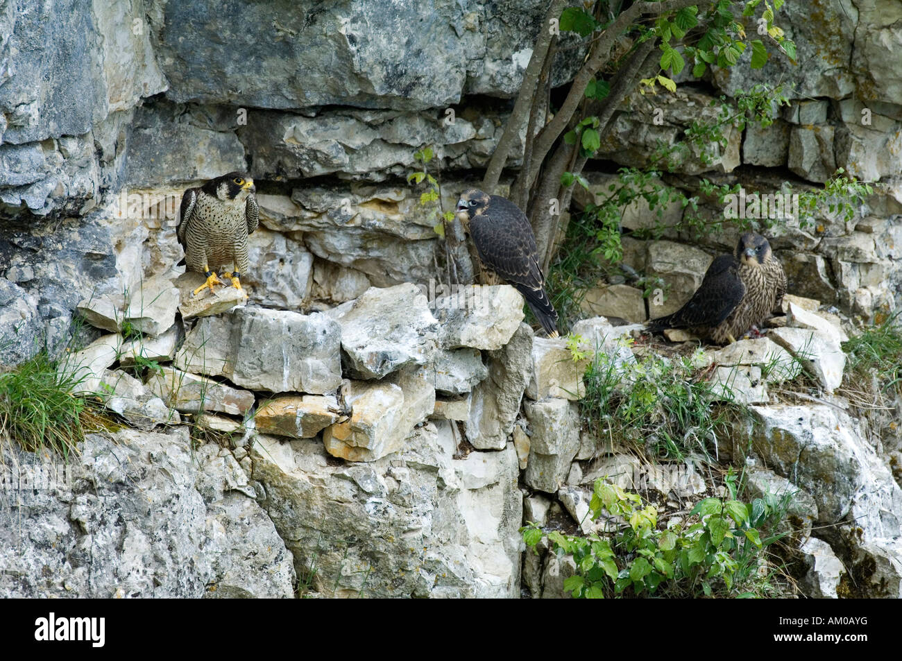 Le faucon pèlerin, avec deux adultes à l'envol, à l'aigle Banque D'Images