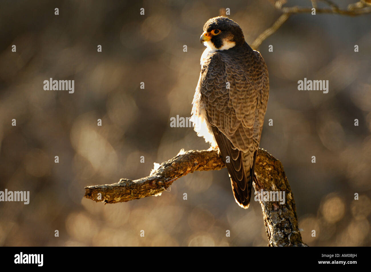 Le faucon pèlerin (Falco peregrinus) hommes assis sur la perche, lumière du soir Banque D'Images