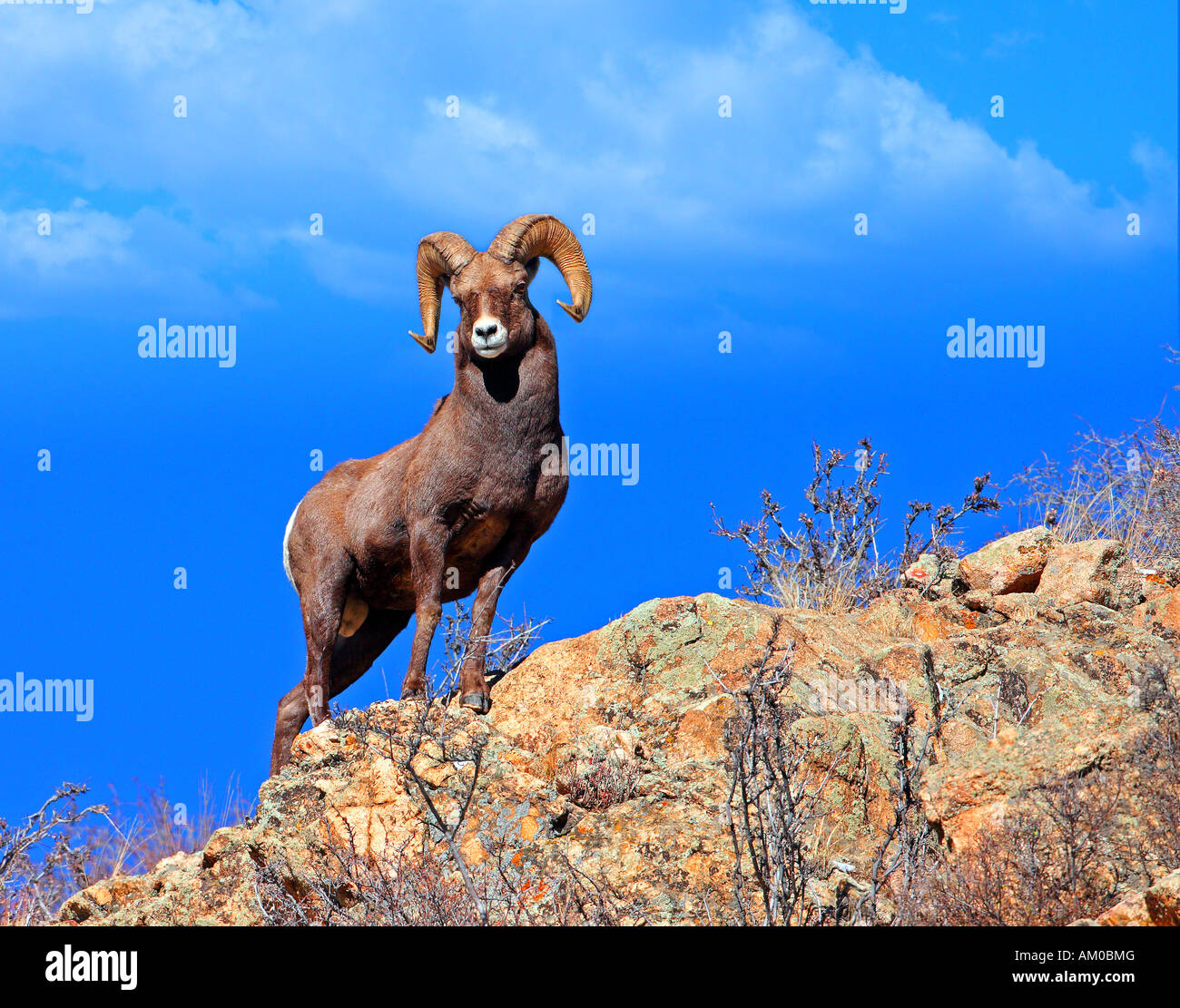 Bighhorn Sheep Ram Banque D'Images Bighhorn Sheep Ram Banque D'Images