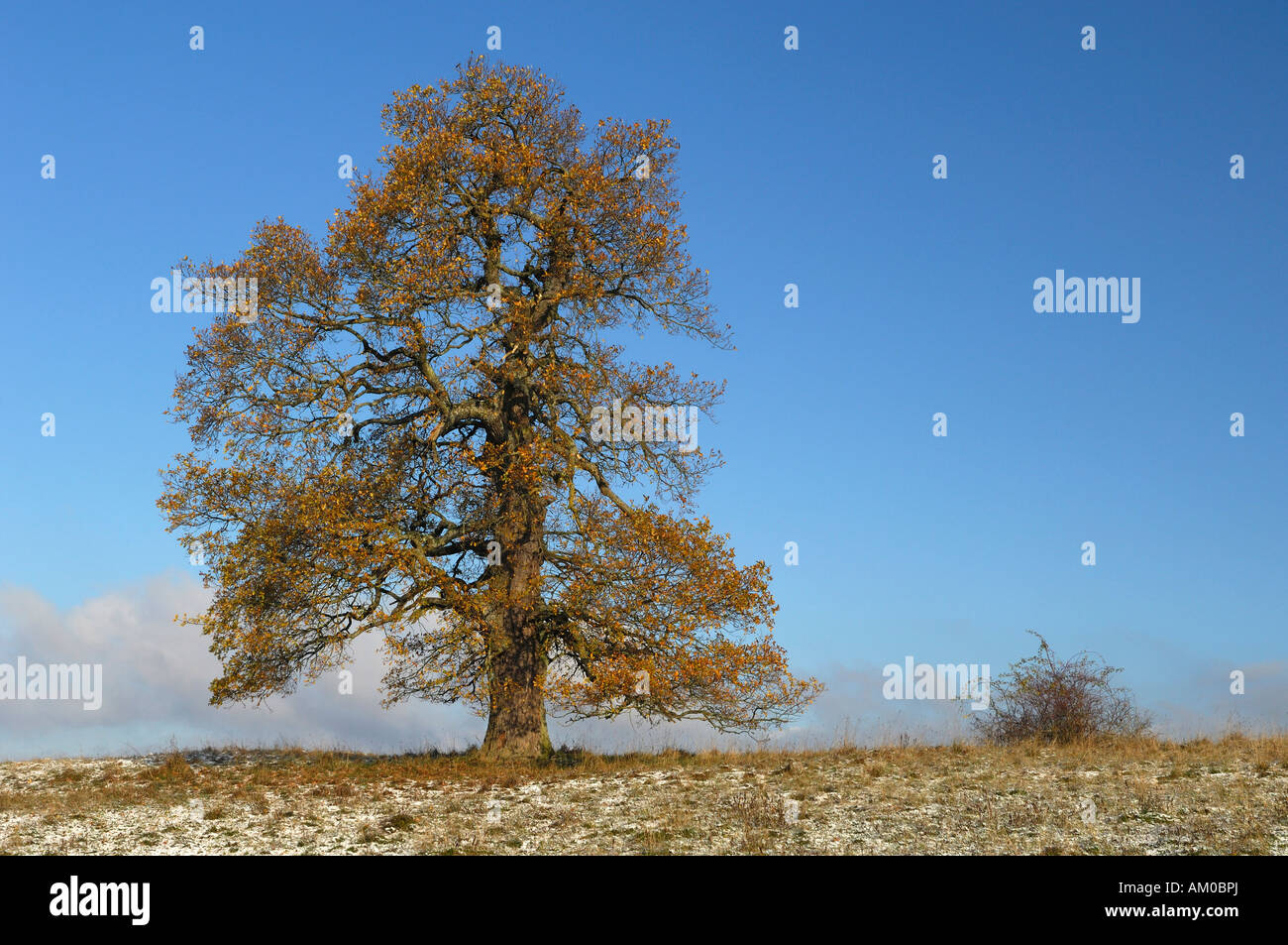 Le chêne pédonculé (Quercus robur) Feuillage de l'automne, les premières neiges Banque D'Images