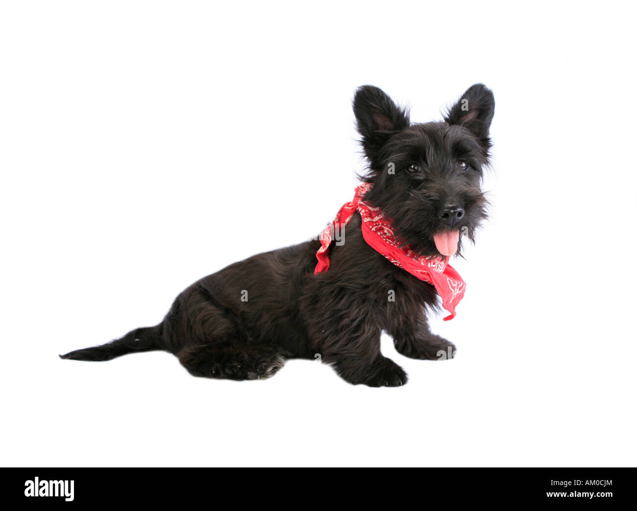 Scottie Cute Dog Wearing Bandana Banque D'Images