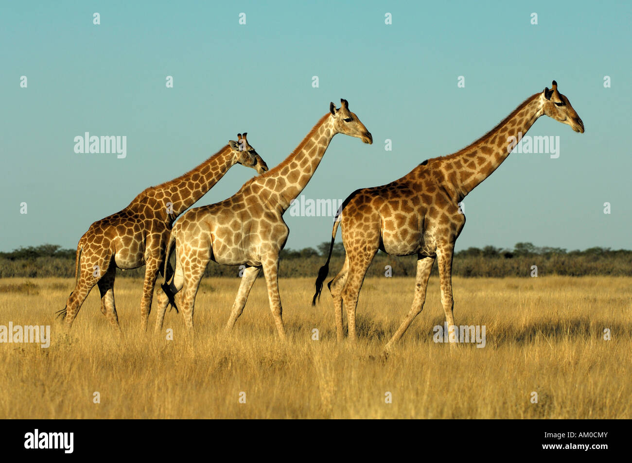 Girafe (Giraffa camelopardalis), troupeau marchant dans savannya Banque D'Images