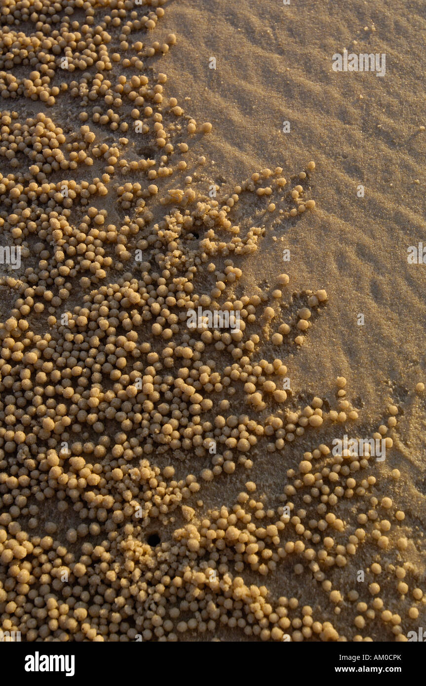 Boules de Sable Sable Crabe Bubbler faites par ces motifs distinctifs des boules de sable rayonner loin de leurs terriers. L'AUSTRALIE Banque D'Images