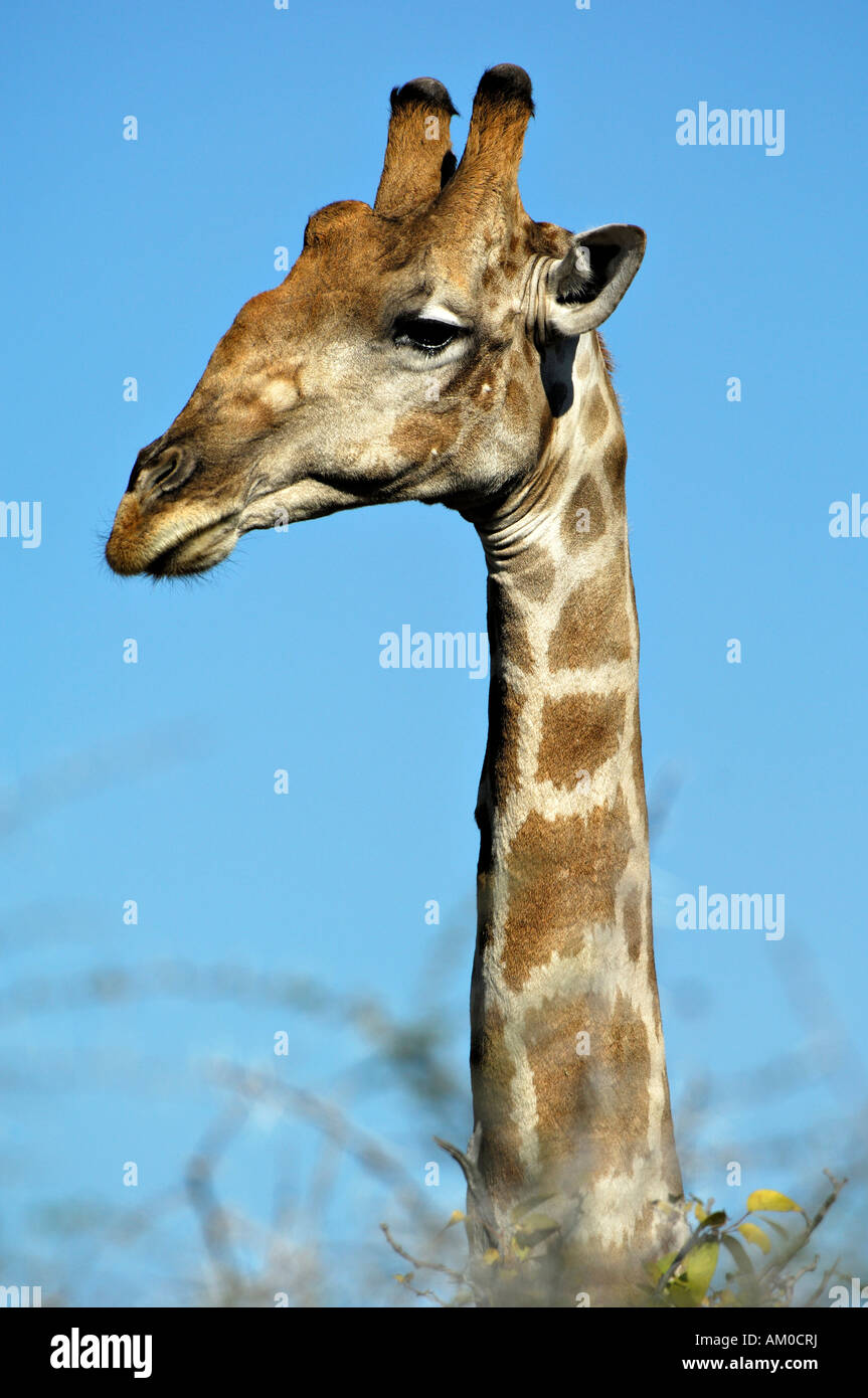 Girafe (Giraffa camelopardalis), portrait Banque D'Images