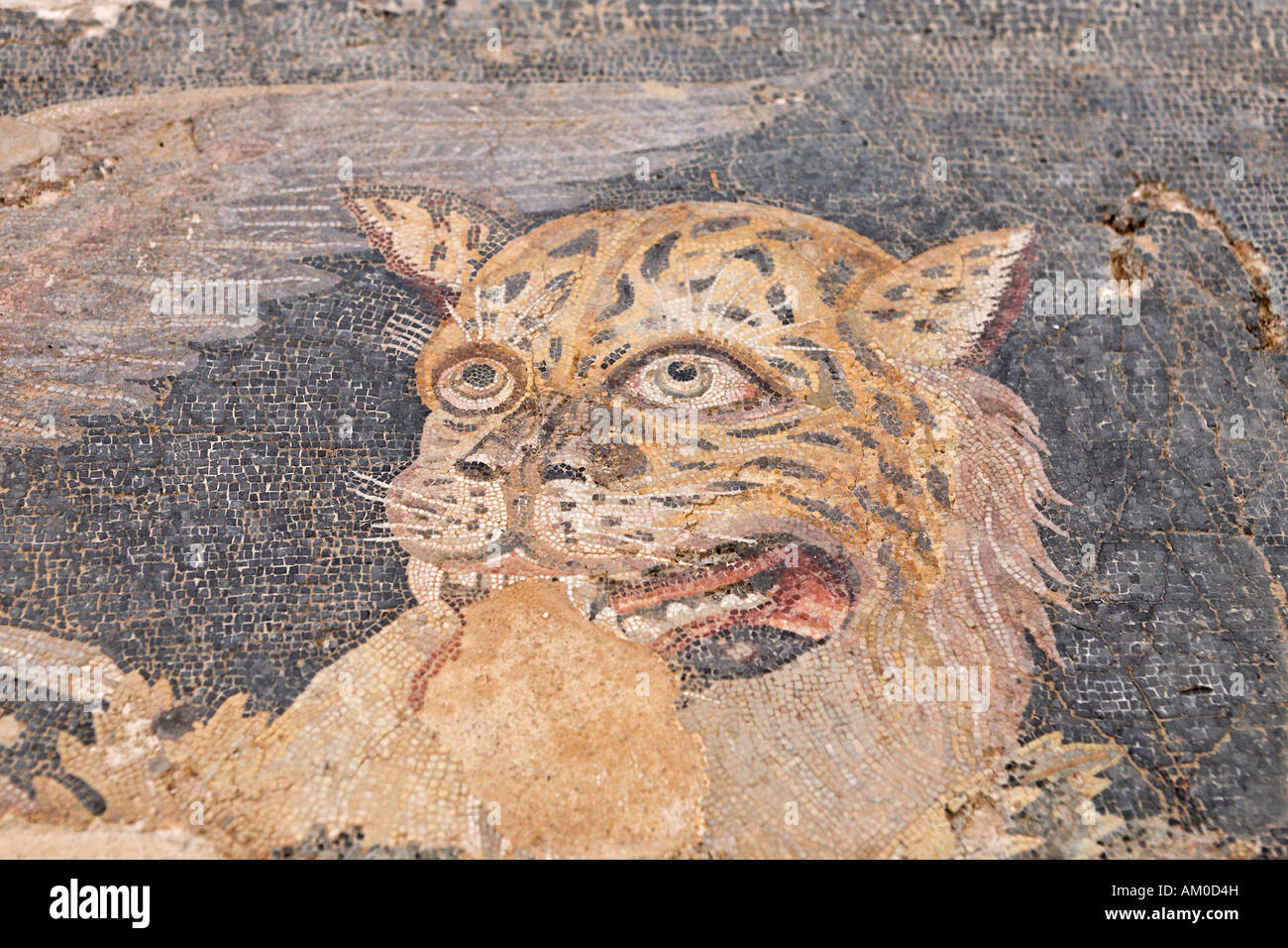 Mosaïque montrant la tête de panther dans Museum, Delos, Grèce Banque D'Images