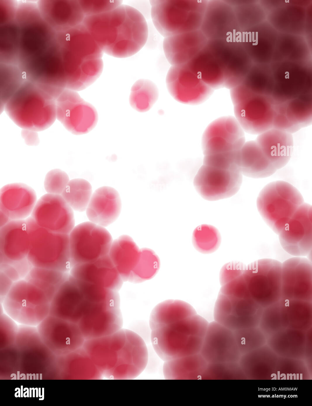 Fort contre-jour cellules rouge sur fond blanc sous le microscope Banque D'Images