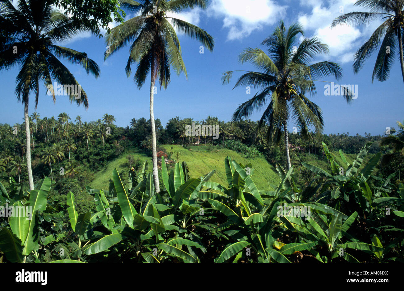 Indonésie L'île de Bali Ubud a été Barat River Hills bordée de cocotiers et de bananiers. Banque D'Images