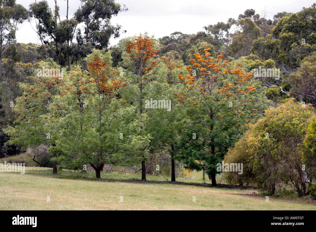 Close-up de chêne soyeux/sud de chêne soyeux d'Australie/Silver Oak trees- Grevillea robusta - famille des Protéacées Banque D'Images