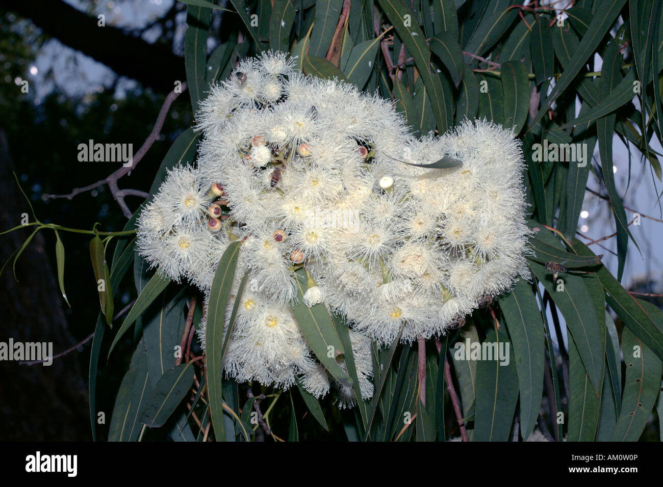 Au parfum de citron/Gum Gum à points bleus X Jaune Bloodwood- Corymbia citriodora Eucalyptus [X] E. eximia - famille des Myrtaceae Banque D'Images