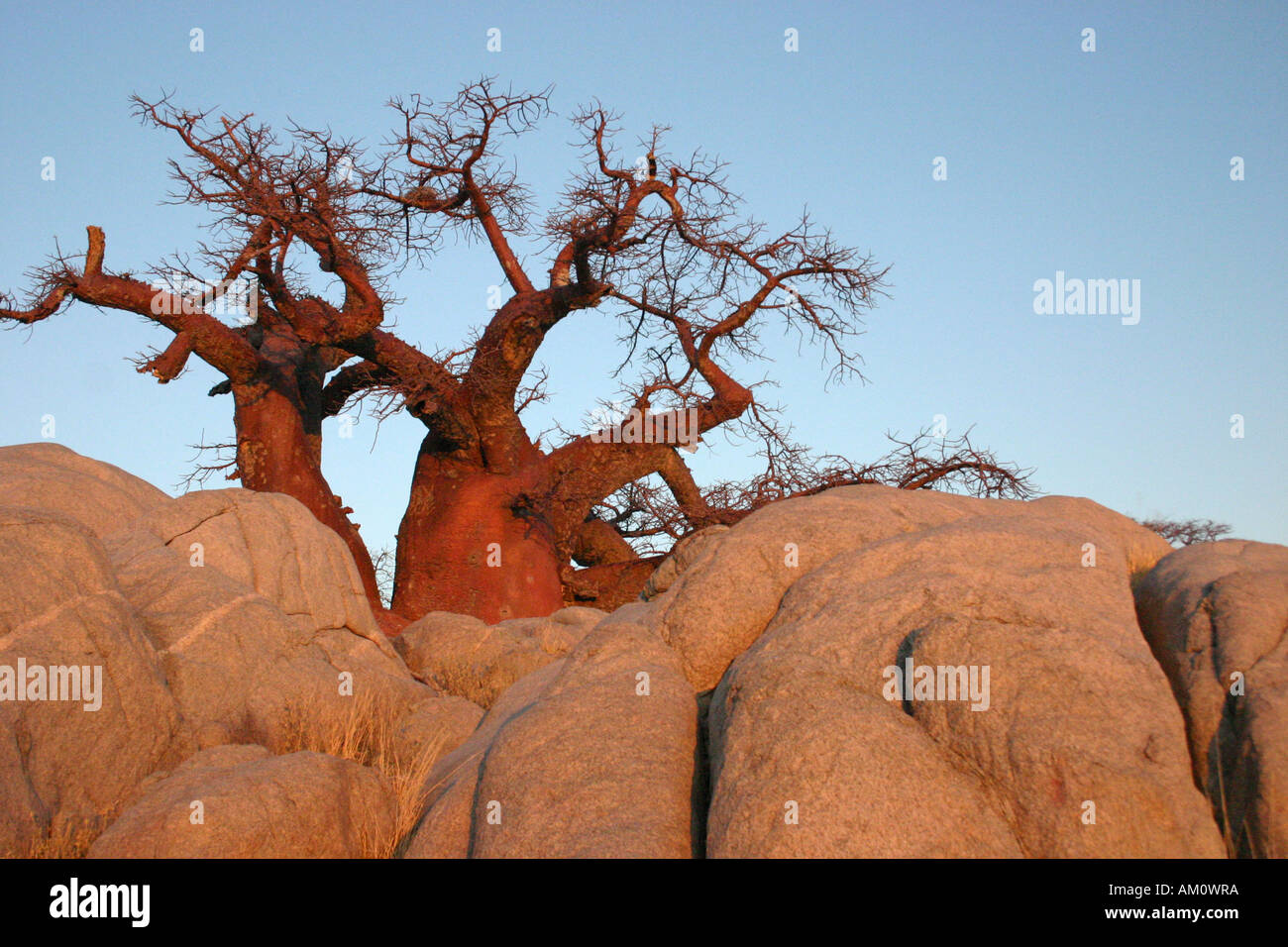 Baobab sur Kubu Island Banque D'Images