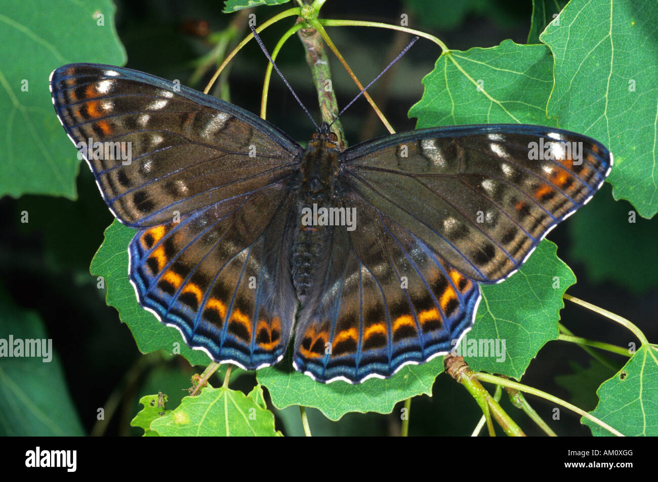 L'Amiral (Limenitis populi peuplier) Banque D'Images