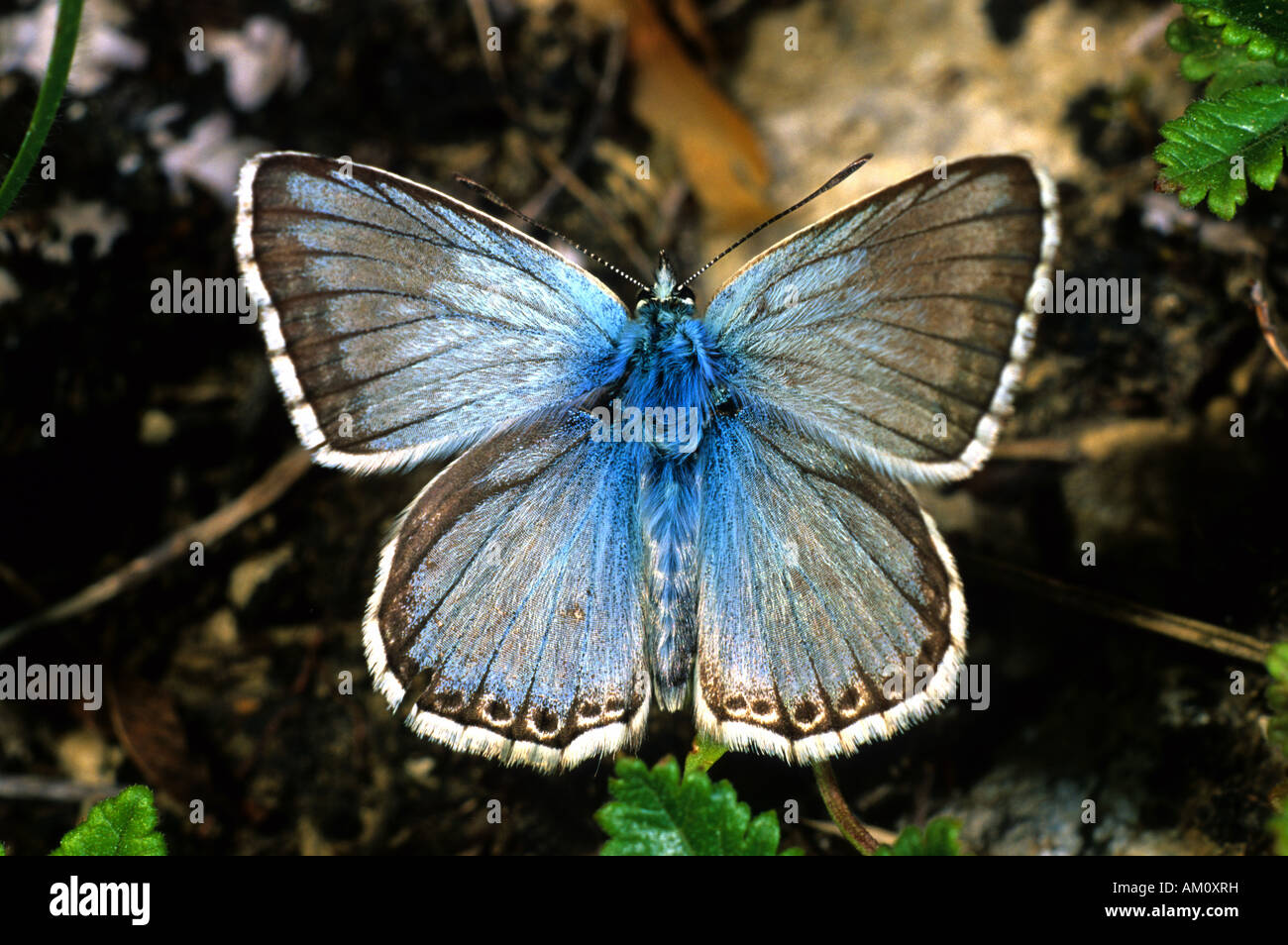 Chalkhill Blue (Lysandra corydon) Banque D'Images