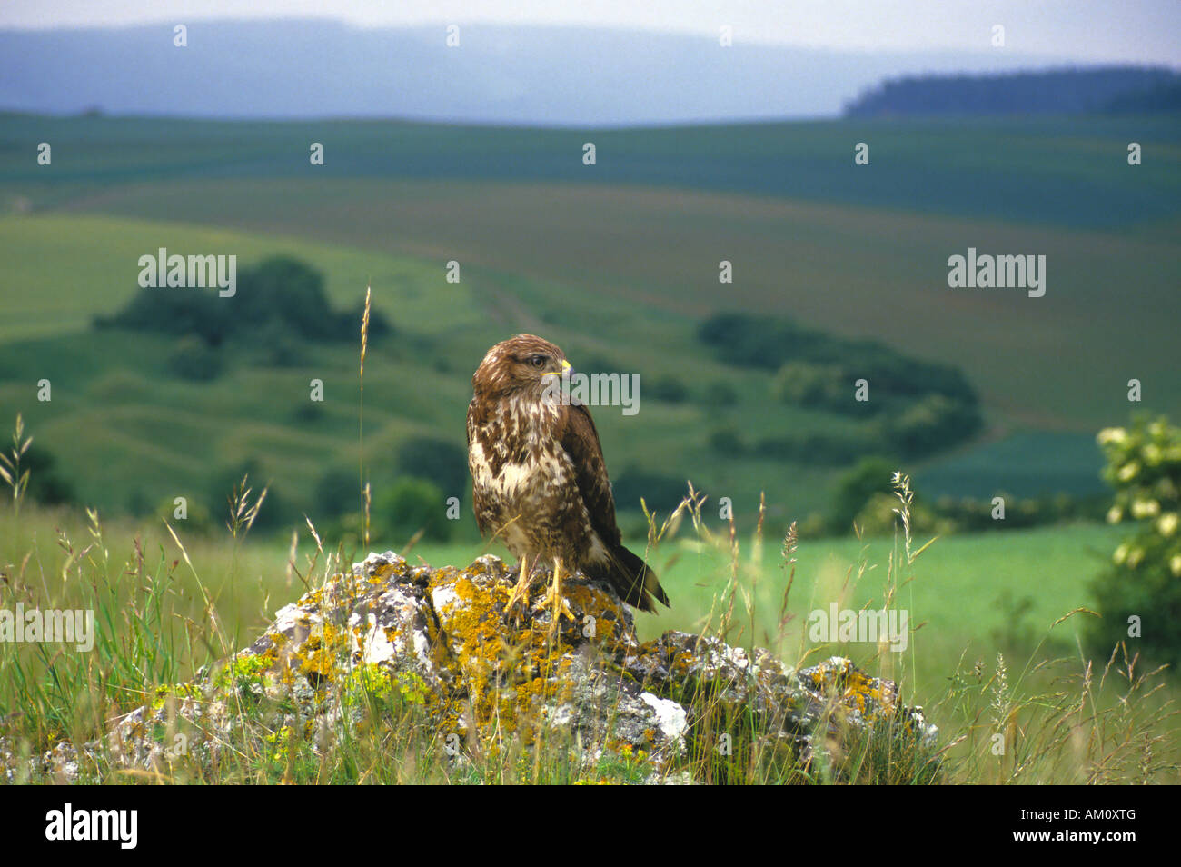 Buse variable (Buteo buteo) donnant sur son territoire Banque D'Images