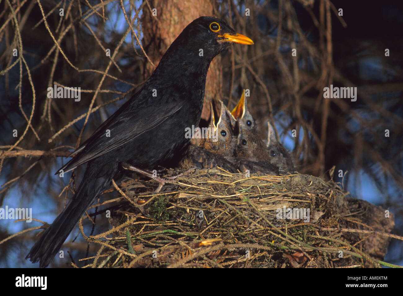 Blackbird (Turdus merula) au nid Banque D'Images