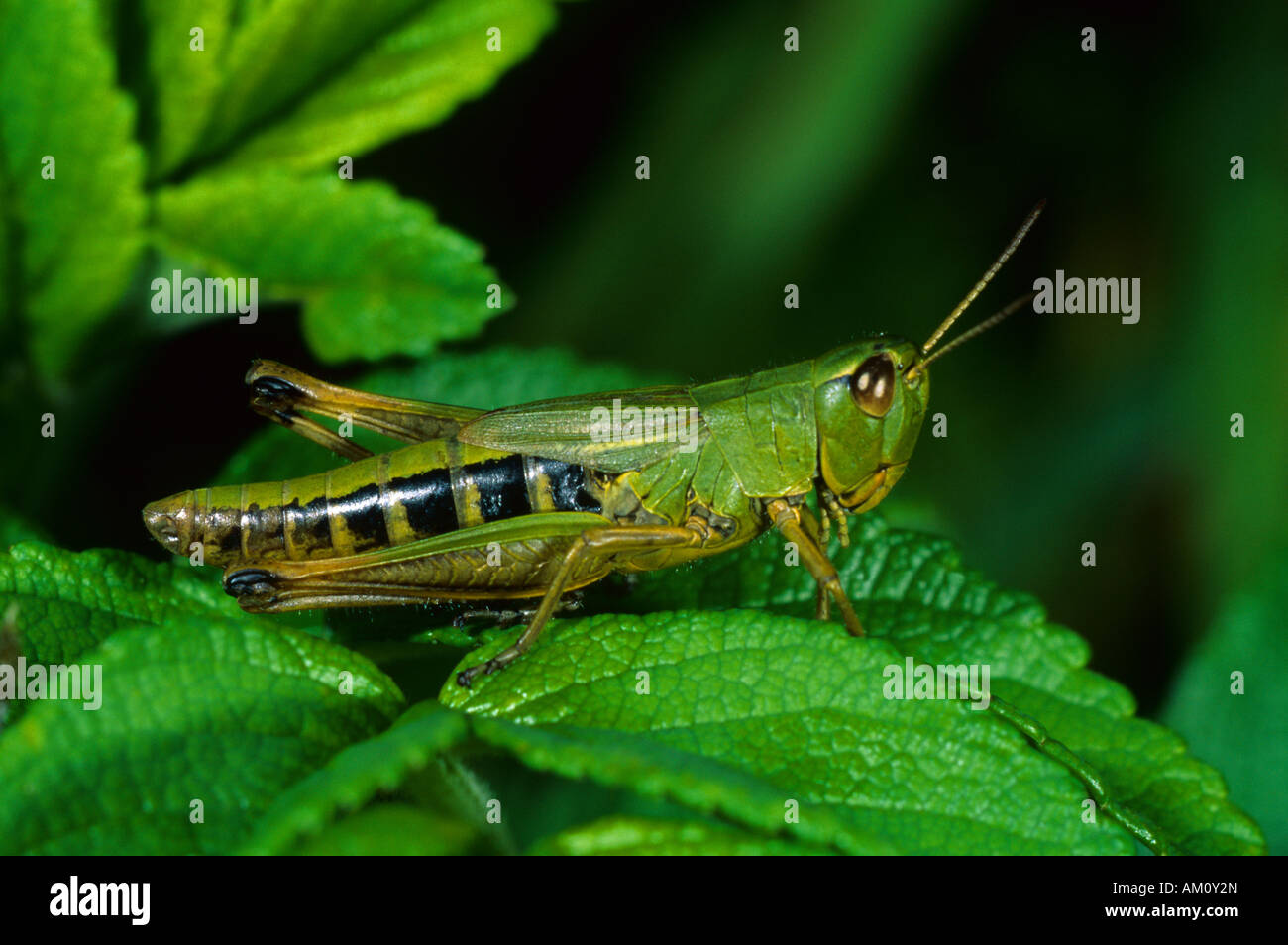 Meadow Grasshopper (Chorthippus parallelus), Femme Banque D'Images