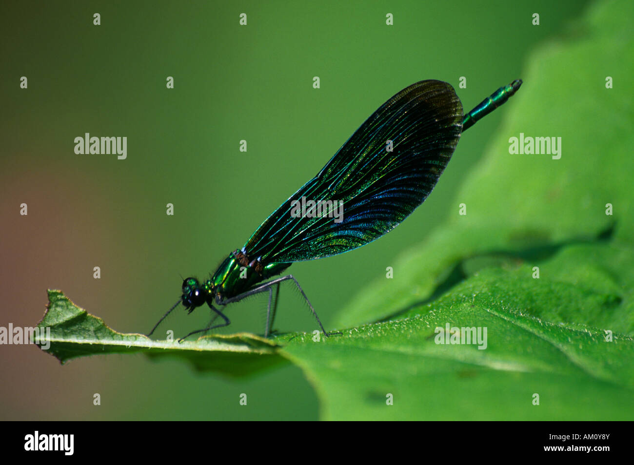 Belle Demoiselle (Calopteryx virgo ), homme Banque D'Images