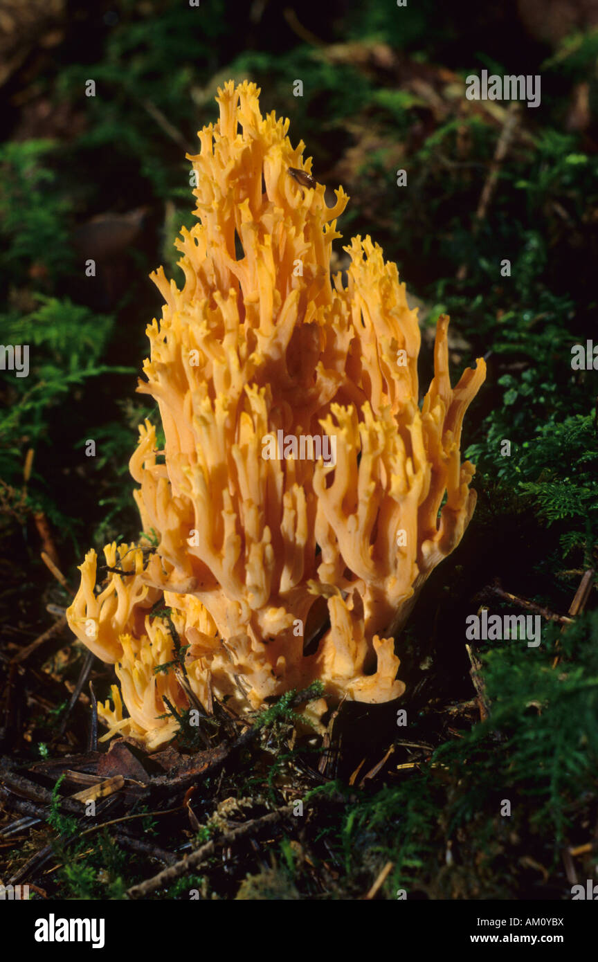 Ramaria flava Banque D'Images
