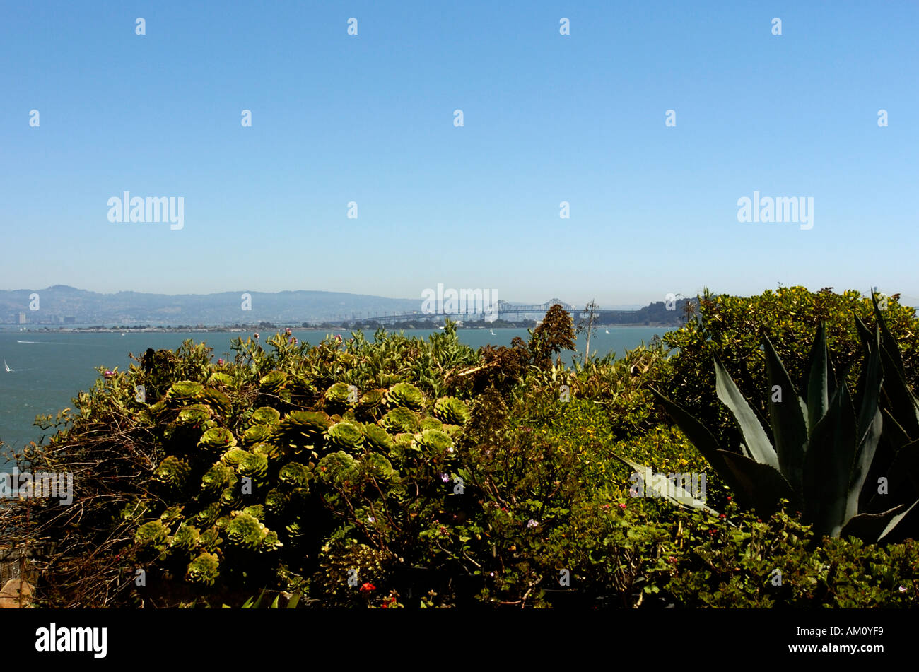 Cactus et plantes grasses sur l'île d'Alcatraz à San Francisco California USA Banque D'Images