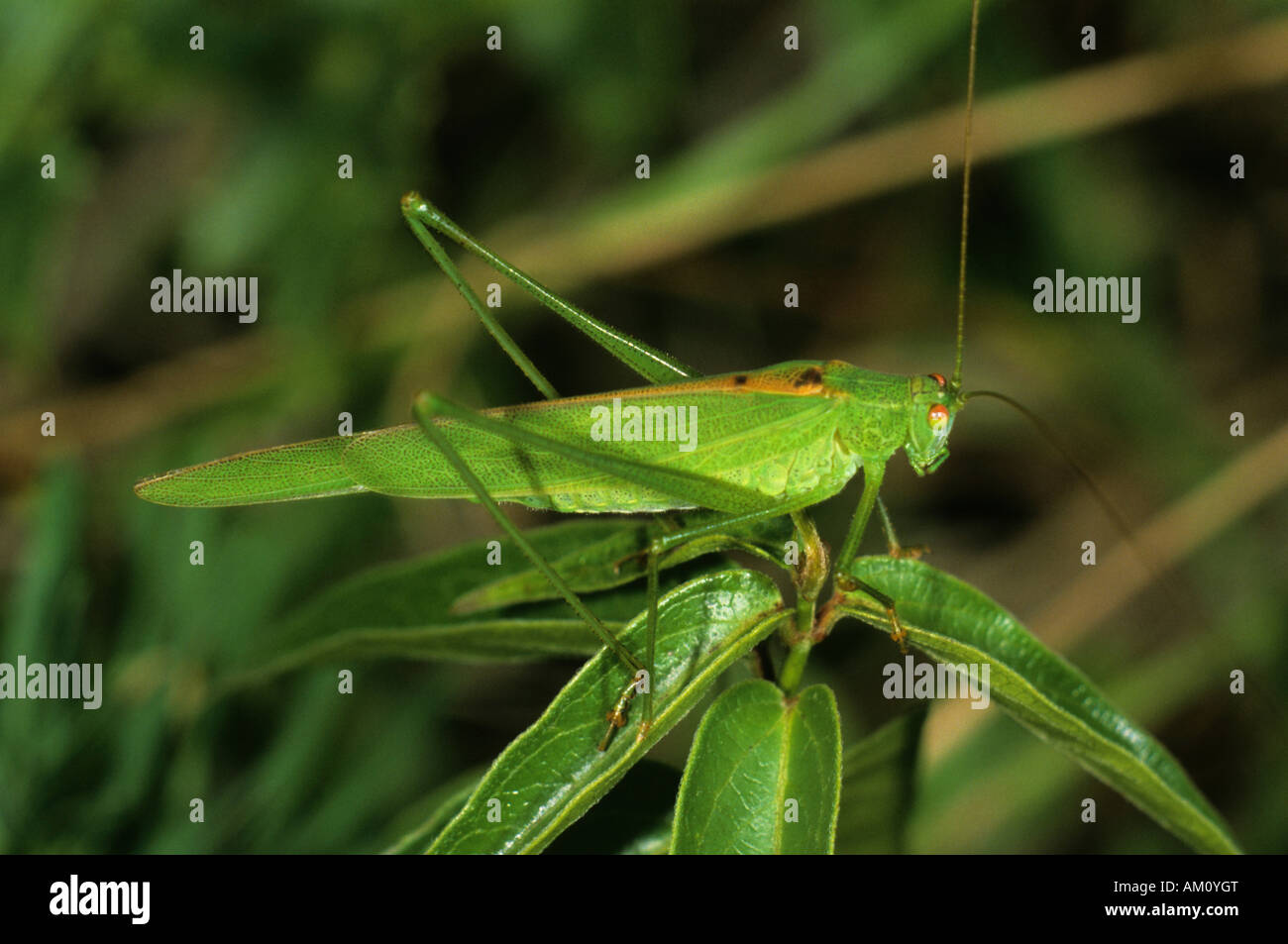 Roulement de la faucille, cricket Phaneroptera falcata, homme Banque D'Images