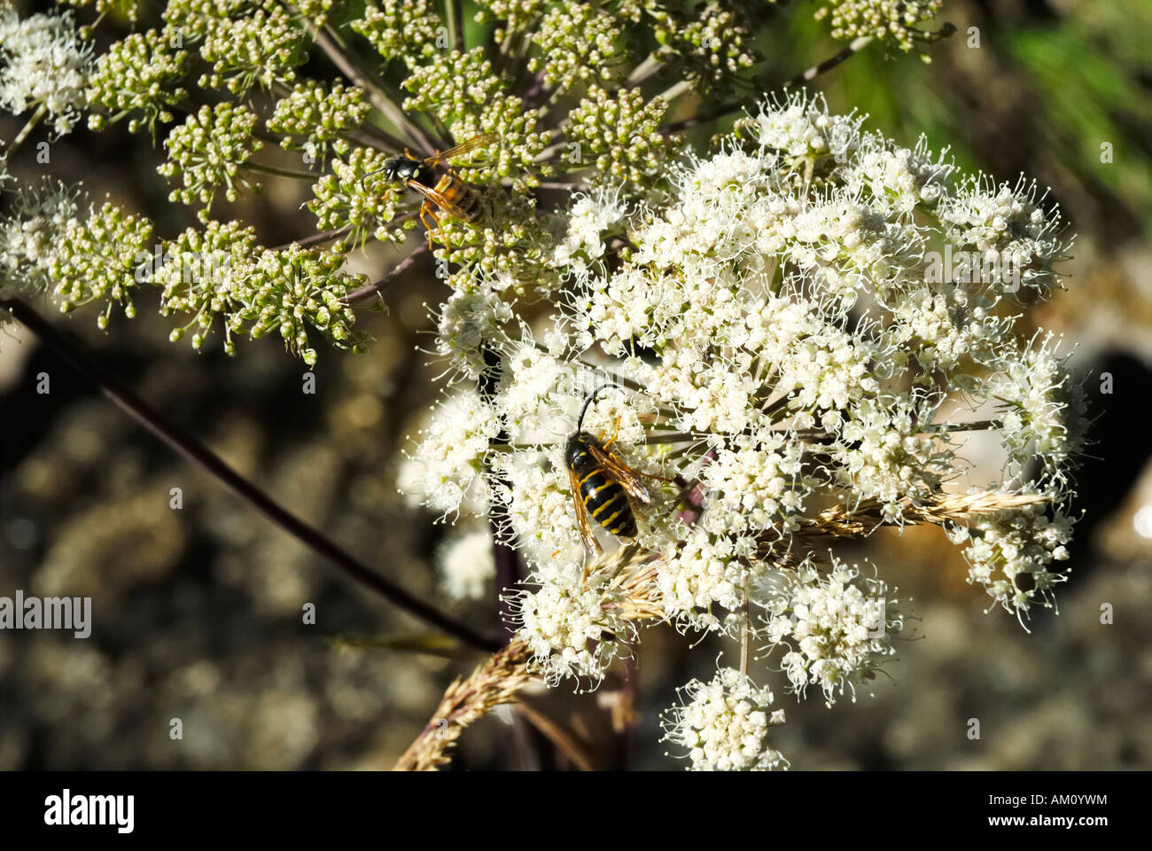 2 espèces de guêpes rencontrez sur ombelles de angelica silvestris apiaceae pour trouver du nectar Banque D'Images