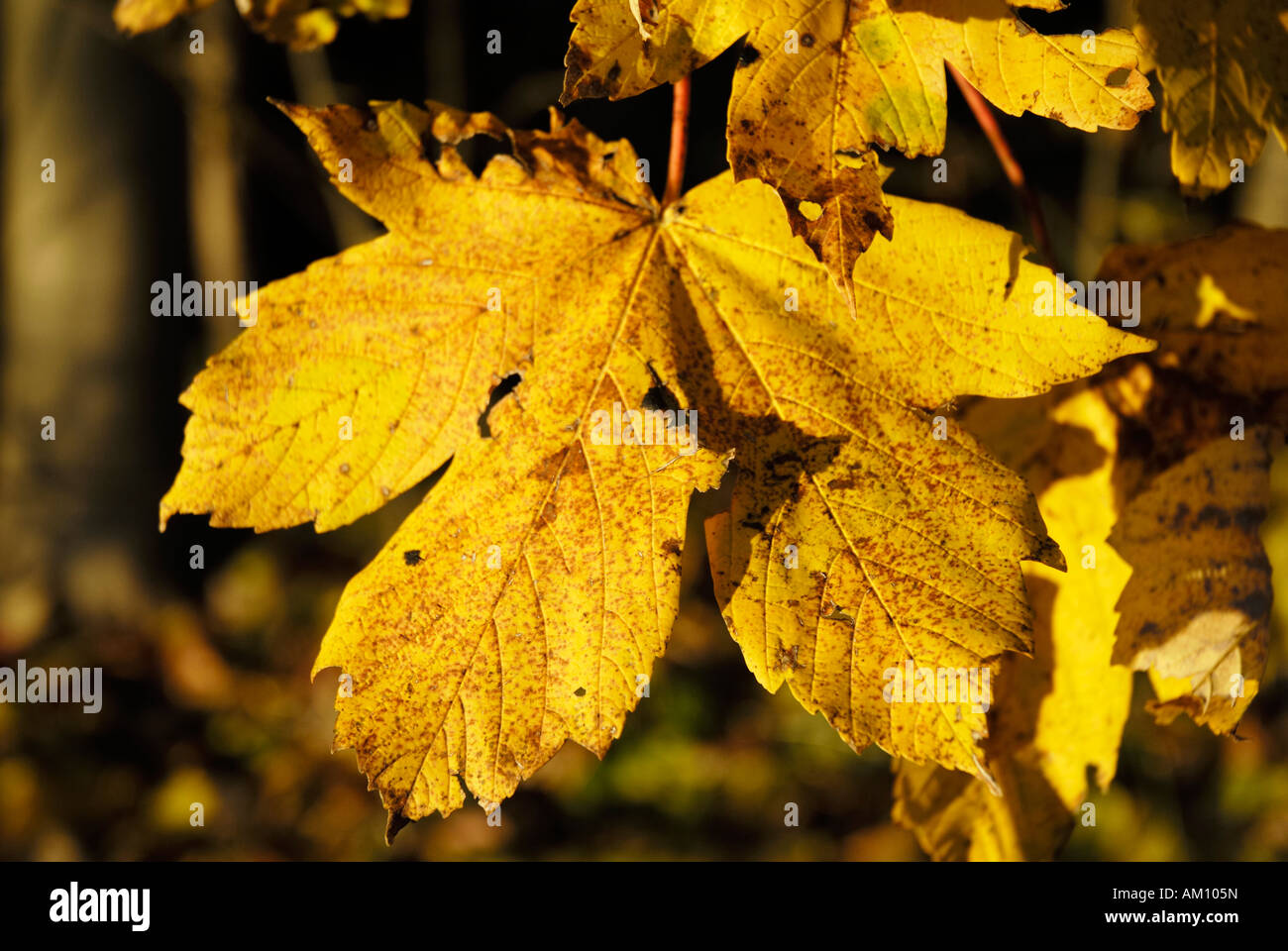 Feuilles d'érable de l'automne, d'or, pseudoplantnum Aceraceae Acer L. Banque D'Images