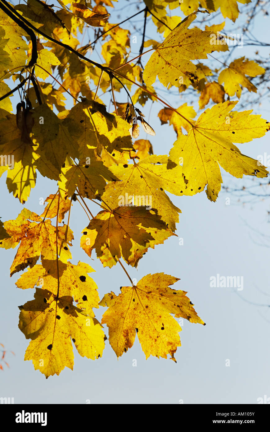 Couleur d'automne feuilles d'érable, acer palntanus Aaceraceae L. Banque D'Images