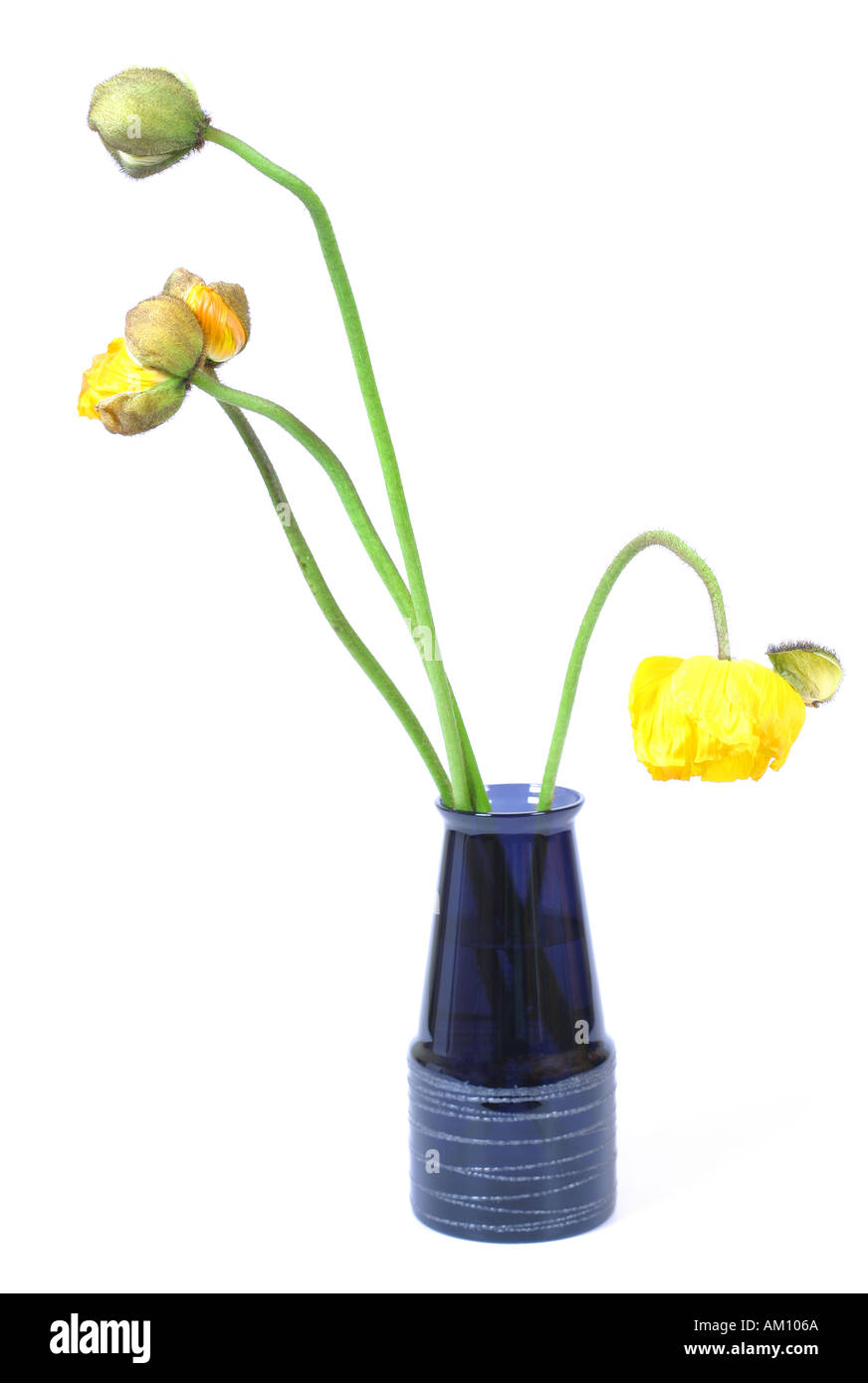 Coquelicots dans un vase Banque D'Images